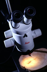 LINTAB6 專業(yè)版樹木年輪分析系統(tǒng)