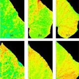 PlantScreen高通量植物表型成像分析系統(tǒng)(自動傳送版)