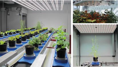 PlantScreen高通量植物表型成像分析系統(tǒng)(XYZ三維成像版) PlantScreen高通量植物表型成像分析系統(tǒng)(XYZ三維成像版)