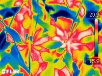 PlantScreen高通量植物表型成像分析系統(tǒng)（XYZ三維成像版）