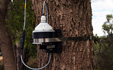 DBV60環(huán)式生長(zhǎng)記錄傳感器