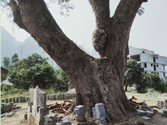 點(diǎn)將科技技術(shù)團(tuán)隊(duì)順利完成1600年樹(shù)齡古樟樹(shù)健康檢測(cè)