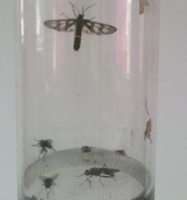 昆蟲采樣器 昆蟲采樣器