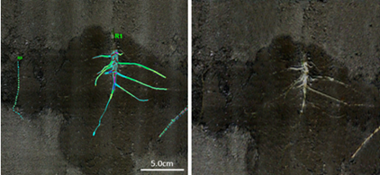 植物3D根系生長監(jiān)測系統(tǒng) 植物3D根系生長監(jiān)測系統(tǒng)