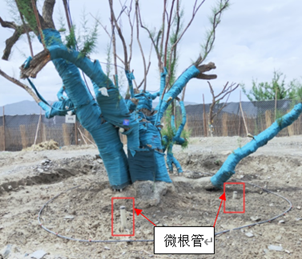 植物3D根系生長監(jiān)測系統(tǒng) 植物3D根系生長監(jiān)測系統(tǒng)