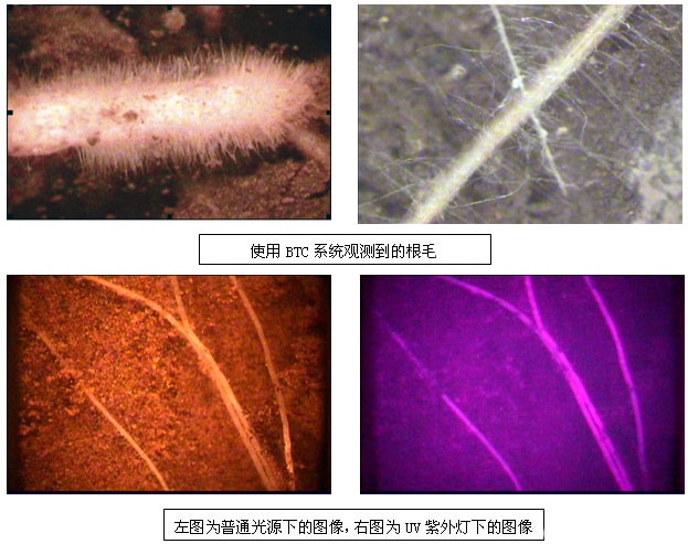 觀測到的根毛 觀測到的根毛