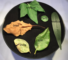 1637827296683990.png blob.png