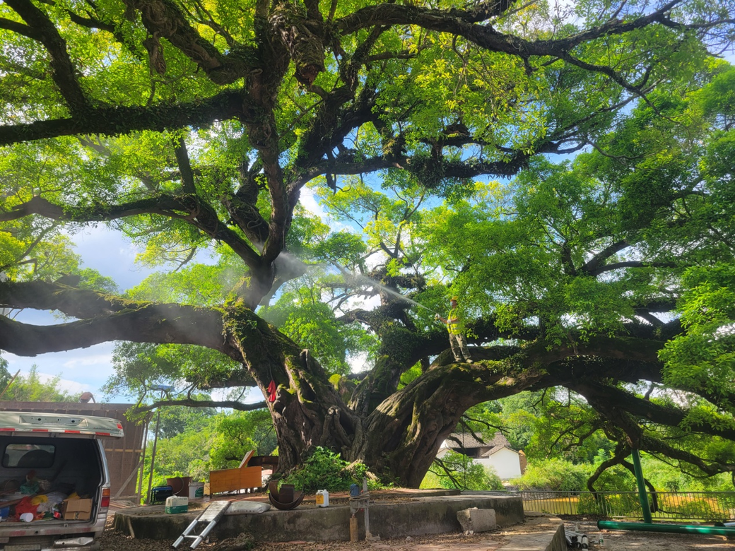 古樹名木 古樹名木