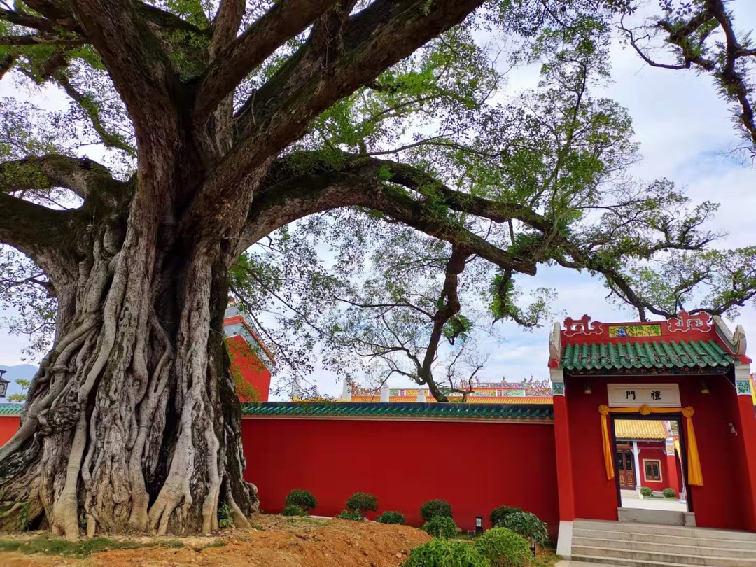 古樹名木 古樹名木