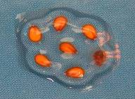 圖片關(guān)鍵詞