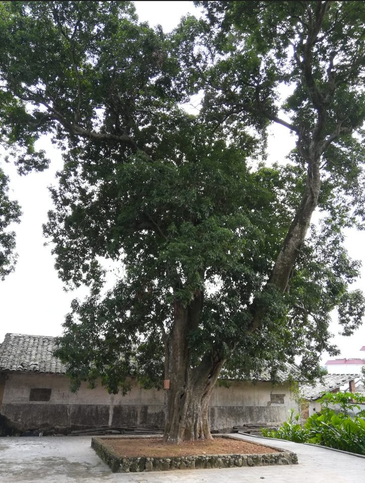 古樹名木 古樹名木