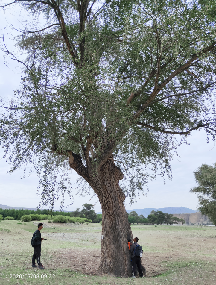 古樹空洞情況檢測 古樹空洞情況檢測
