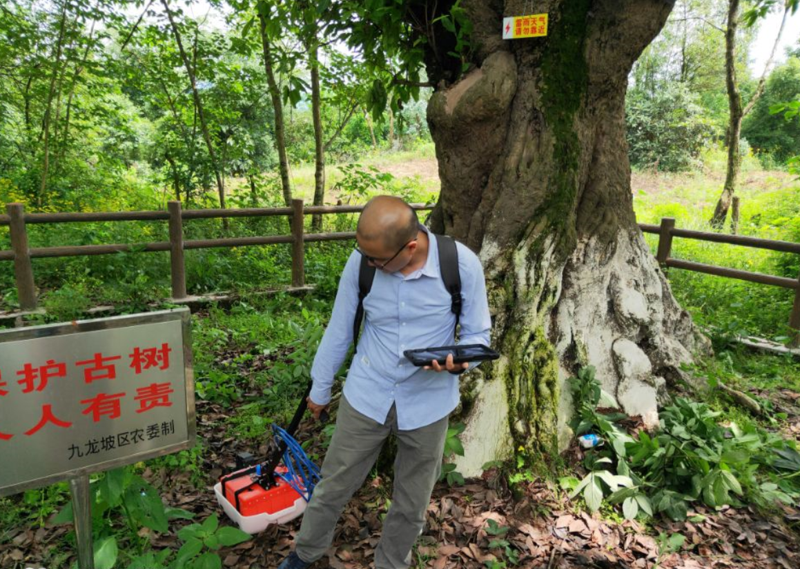 樹木根系分布檢測 樹木根系分布檢測