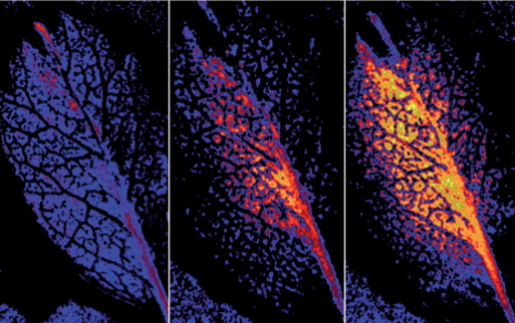 葉片呼吸作用成像 葉片呼吸作用成像