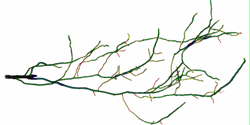 植物圖像分析系統(tǒng)
