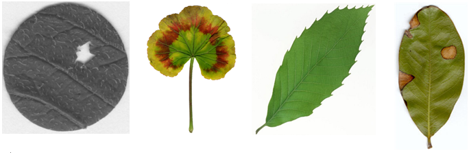 植物圖像分析系統(tǒng)