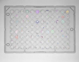 斑馬魚的行為表型