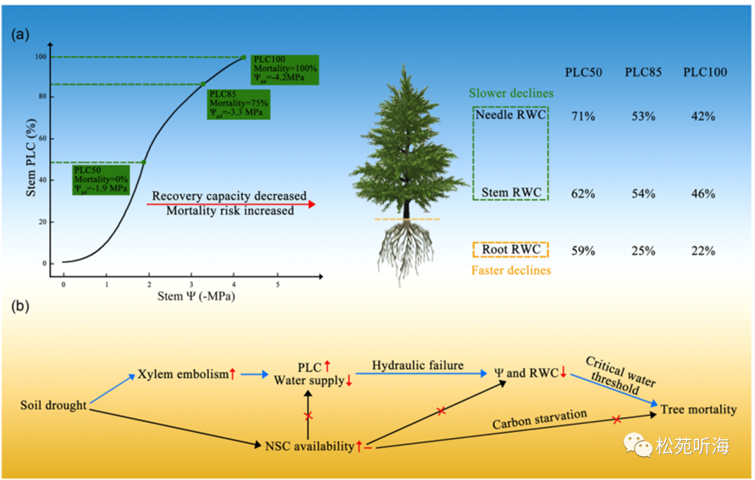 馬尾松干旱死亡機(jī)制總結(jié)圖