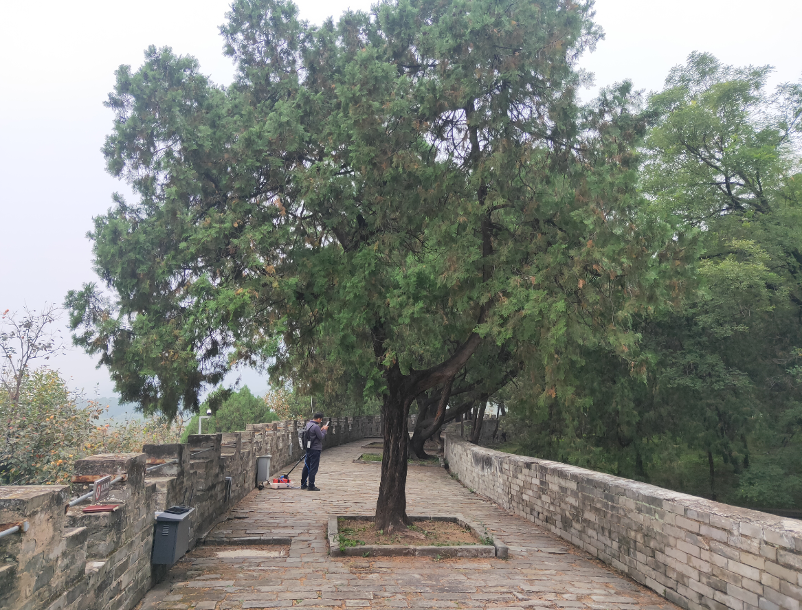 TRU應用于古樹檢測