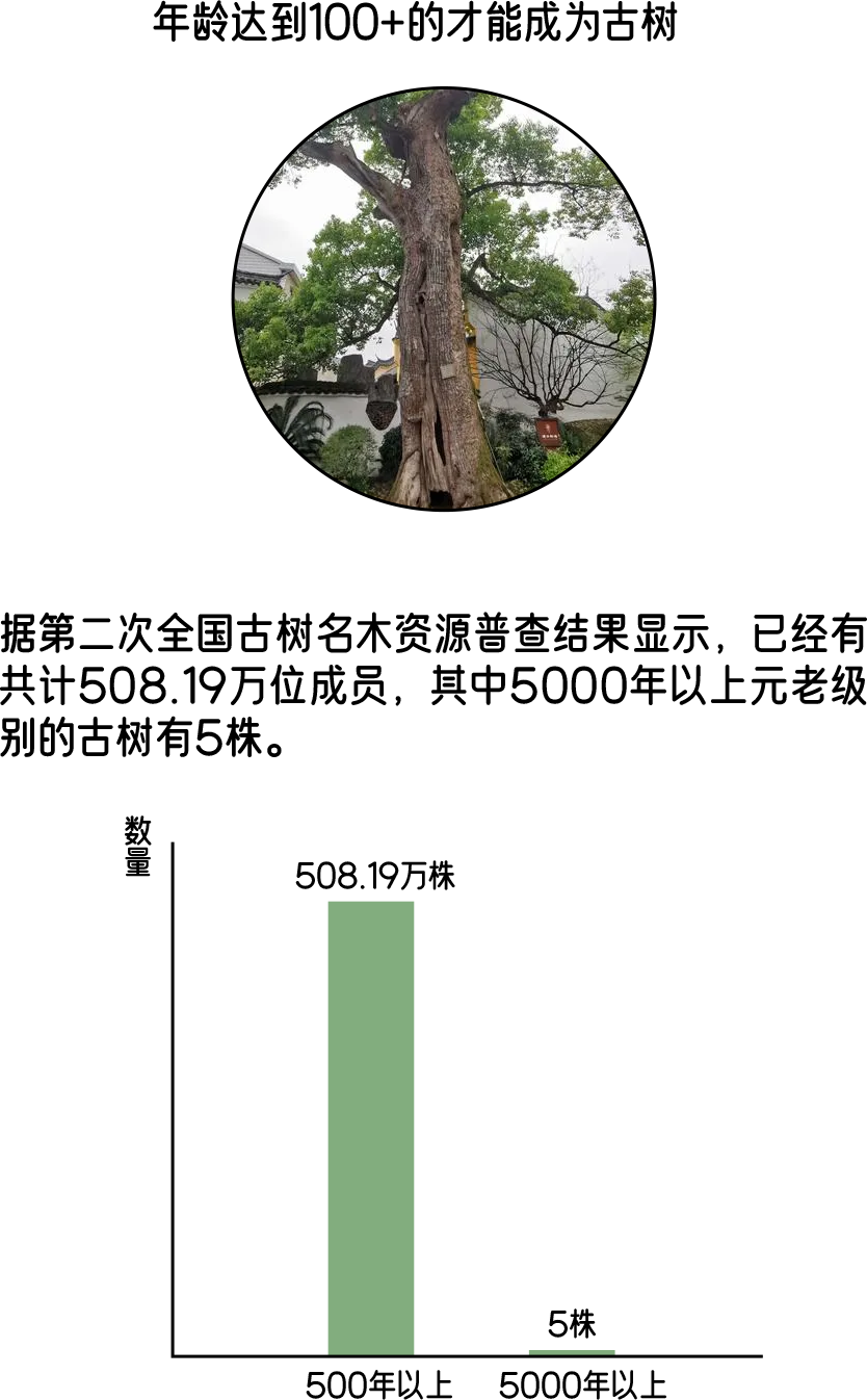 古樹體檢 古樹體檢