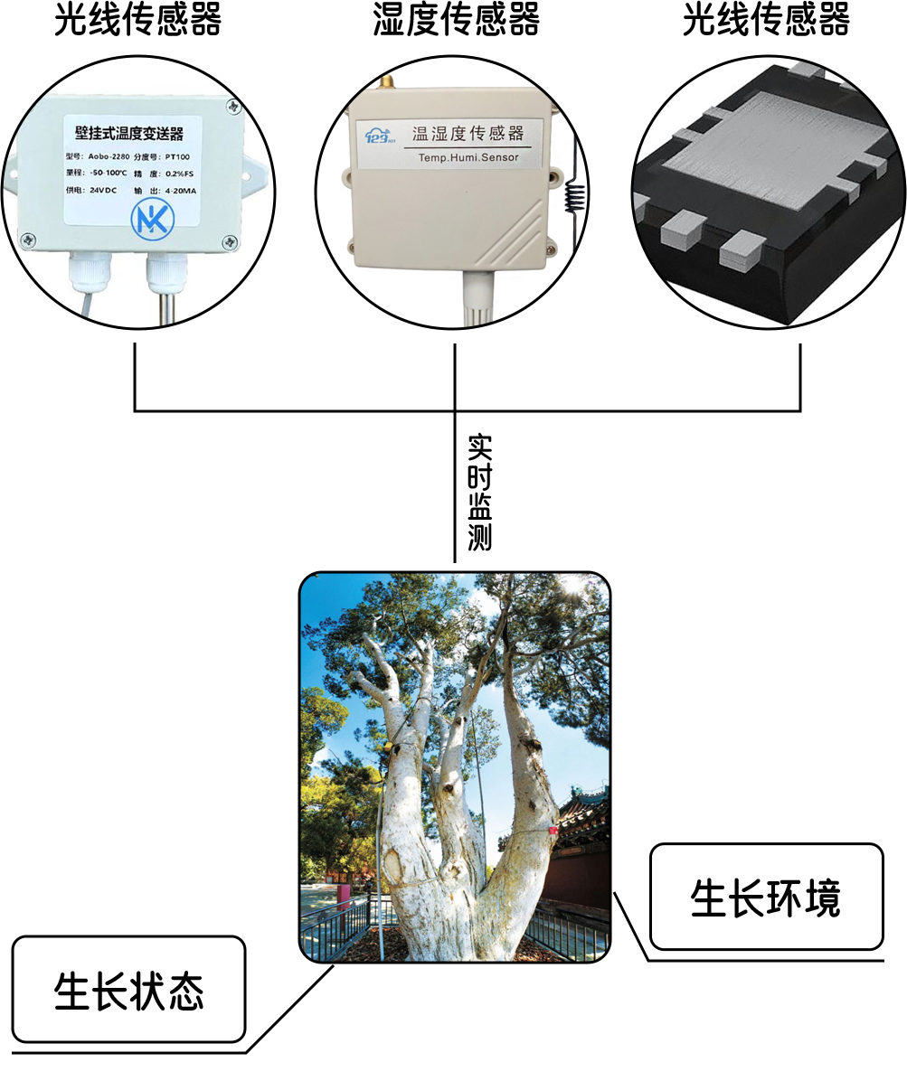 古樹體檢 古樹體檢