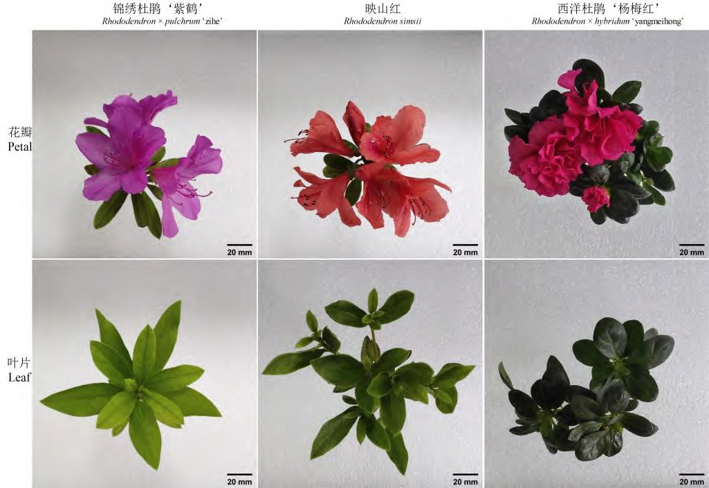 三種不同灌木 三種不同灌木