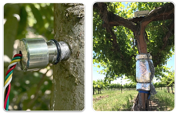   原位莖桿水勢(shì)測(cè)量儀