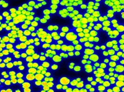 圖片關(guān)鍵詞