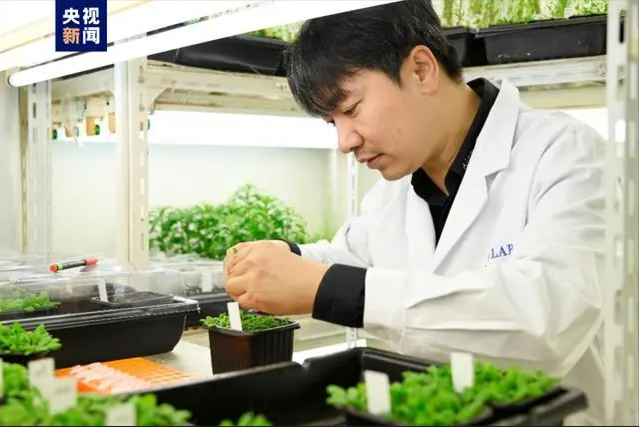 成功調(diào)控十字花科植物“壽命” 成功調(diào)控十字花科植物“壽命”