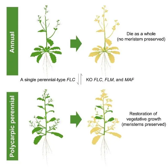 成功調(diào)控十字花科植物“壽命” 成功調(diào)控十字花科植物“壽命”
