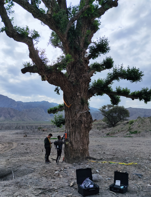TRU樹木雷達(dá) TRU樹木雷達(dá)
