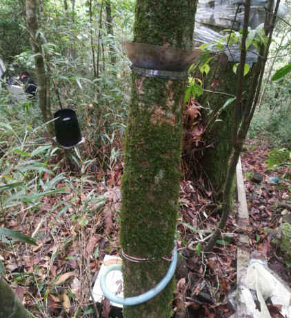 樹干截流采集儀