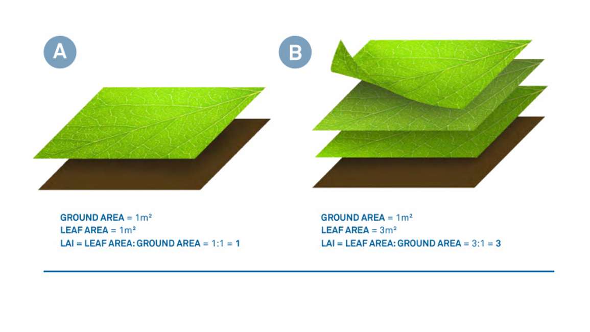 葉面積指數(shù) 葉面積指數(shù)