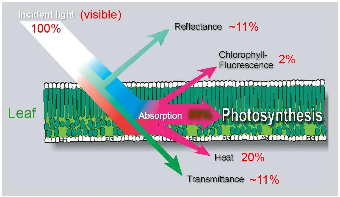 日光誘導葉綠素熒光(SIF)監(jiān)測系統(tǒng) 日光誘導葉綠素熒光(SIF)監(jiān)測系統(tǒng)