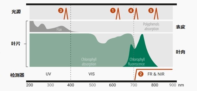 植物葉綠素&多酚測(cè)量儀 植物葉綠素&多酚測(cè)量儀