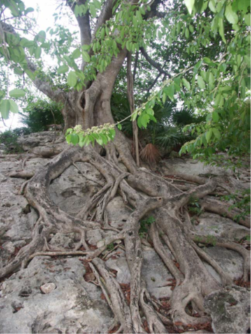 根系探測 根系探測