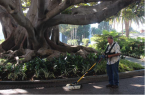 車道上探尋樹根 車道上探尋樹根