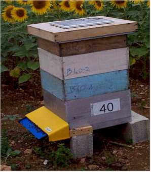 蜜蜂計數(shù)器 蜜蜂計數(shù)器