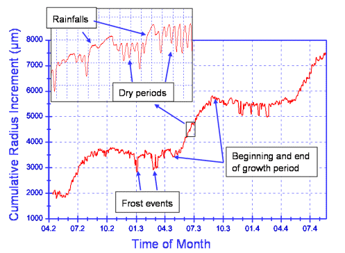 云杉樹的生長曲線 云杉樹的生長曲線