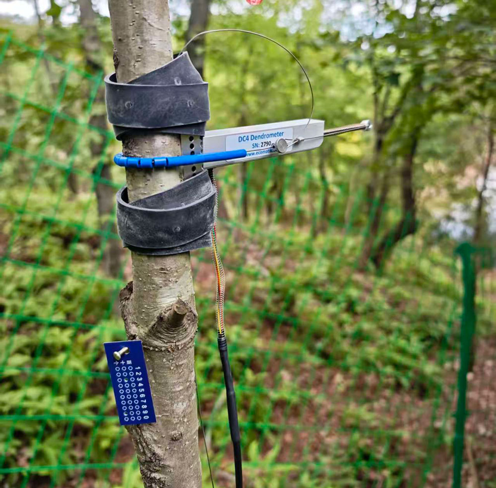 莖干生長(zhǎng)傳感器 莖干生長(zhǎng)傳感器