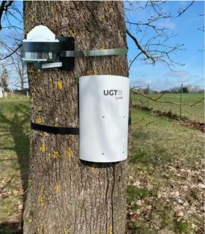 莖干生長(zhǎng)微變化 莖干生長(zhǎng)微變化