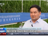 沙漠溫室種水稻！中國(guó)科學(xué)家在新疆和田試種成功