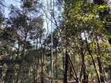 點(diǎn)將科技助力午潮山國家森林公園碳匯智能監(jiān)測(cè)